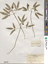 Panax trifolius image