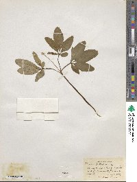 Panax trifolius image