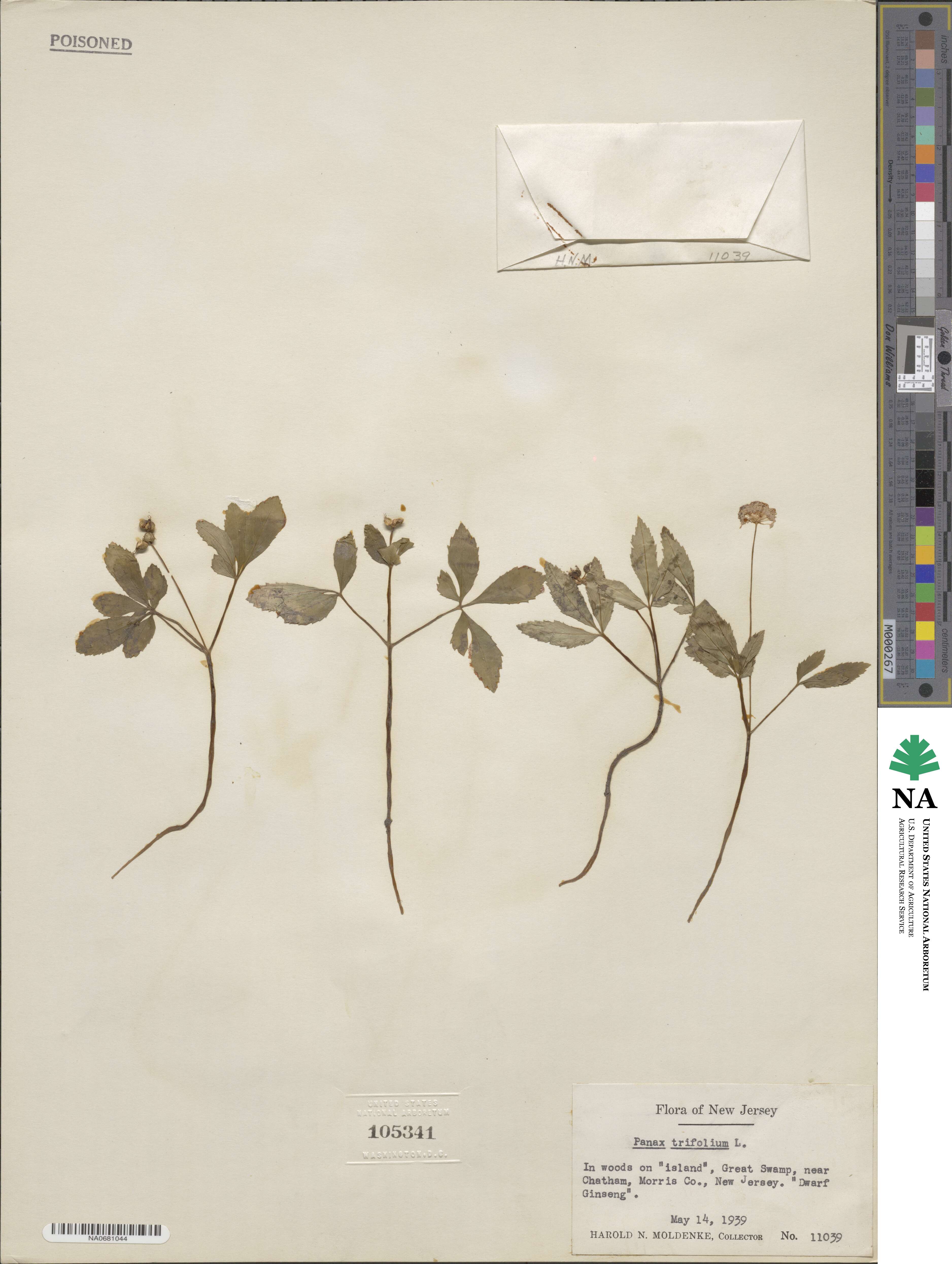 Panax trifolius image