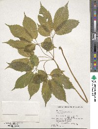 Panax japonicus image