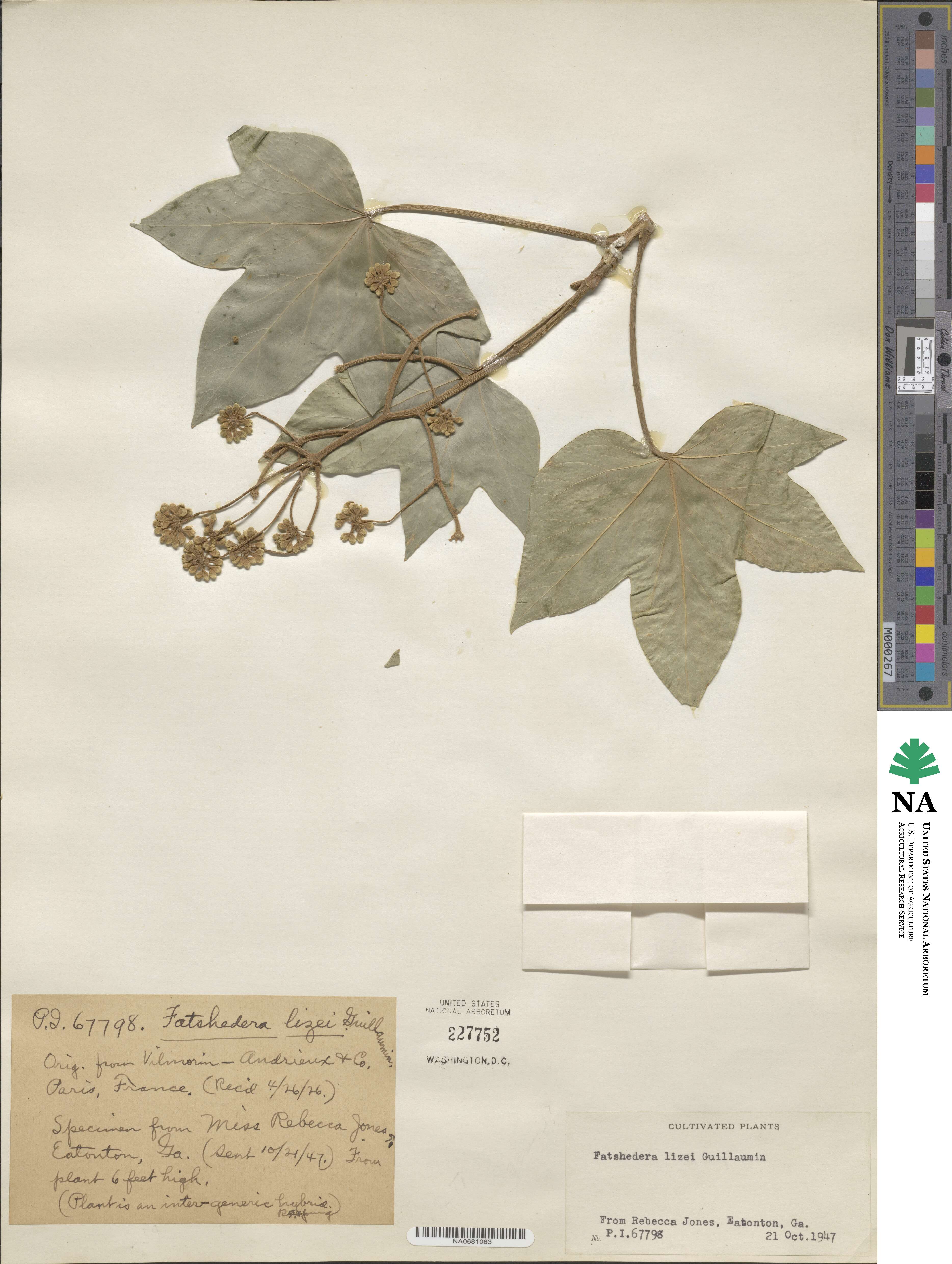 ×Fatshedera lizei image