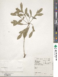 Cussonia spicata image