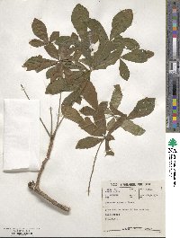 Cussonia spicata image