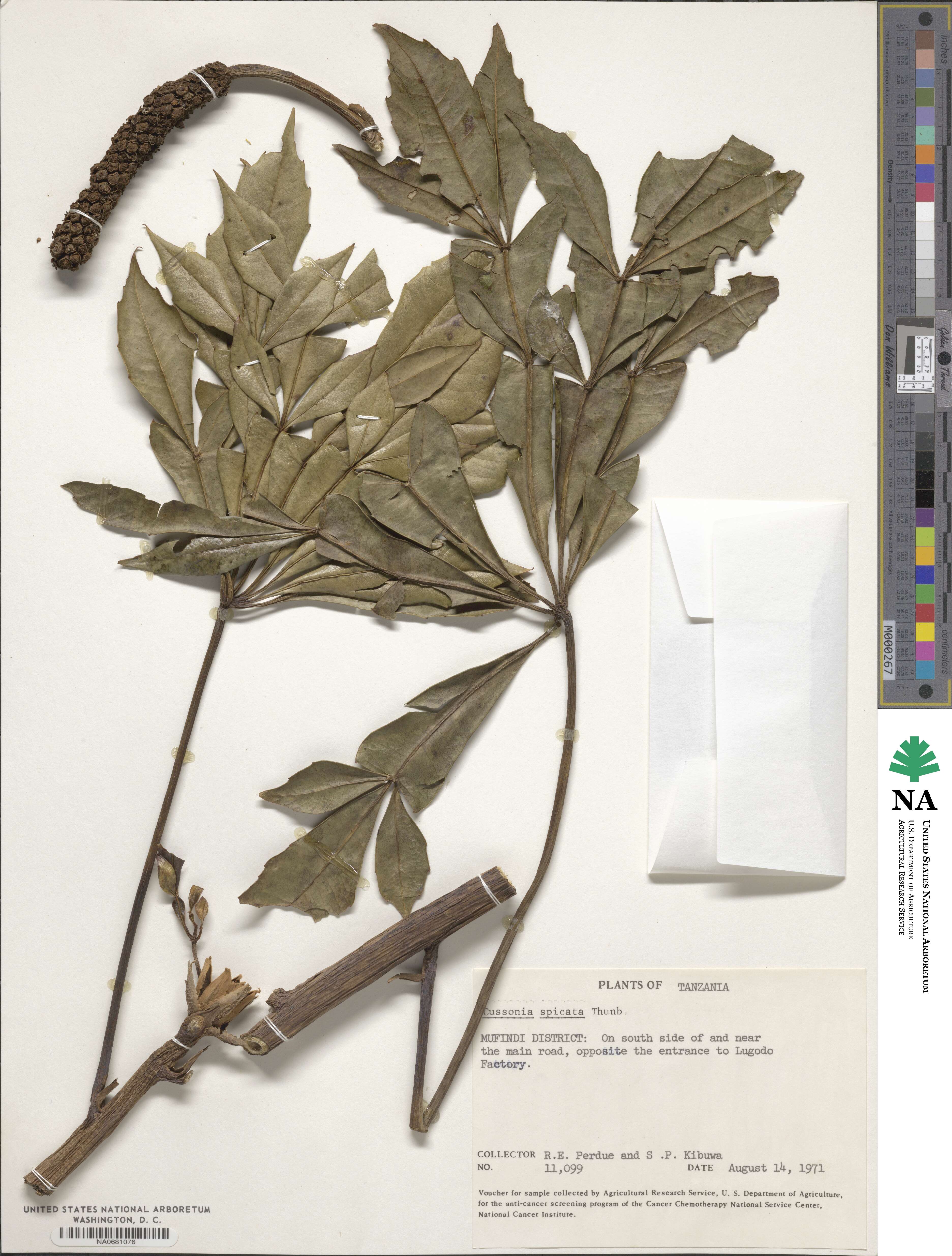 Cussonia spicata image
