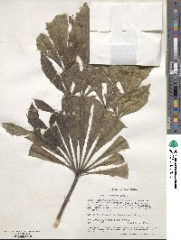 Cussonia spicata image