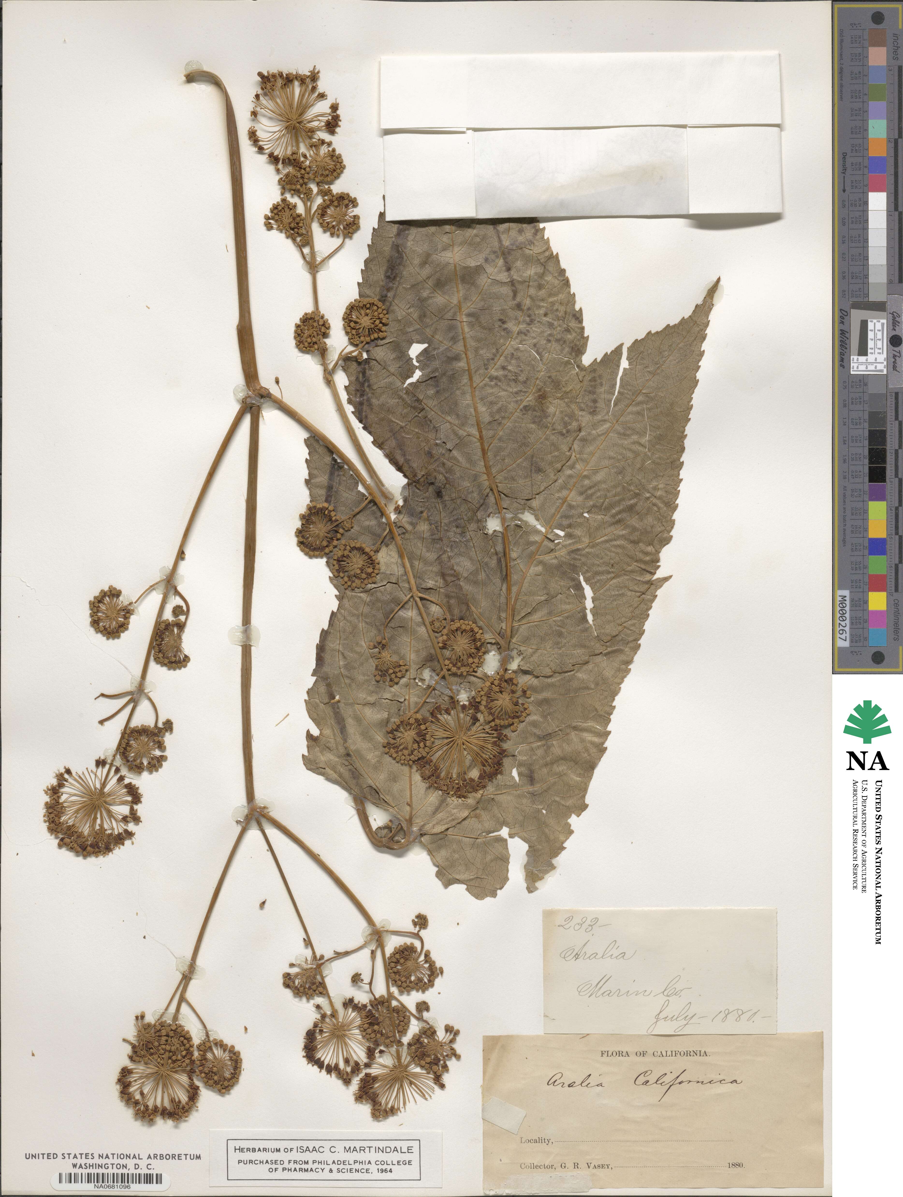 Aralia californica image