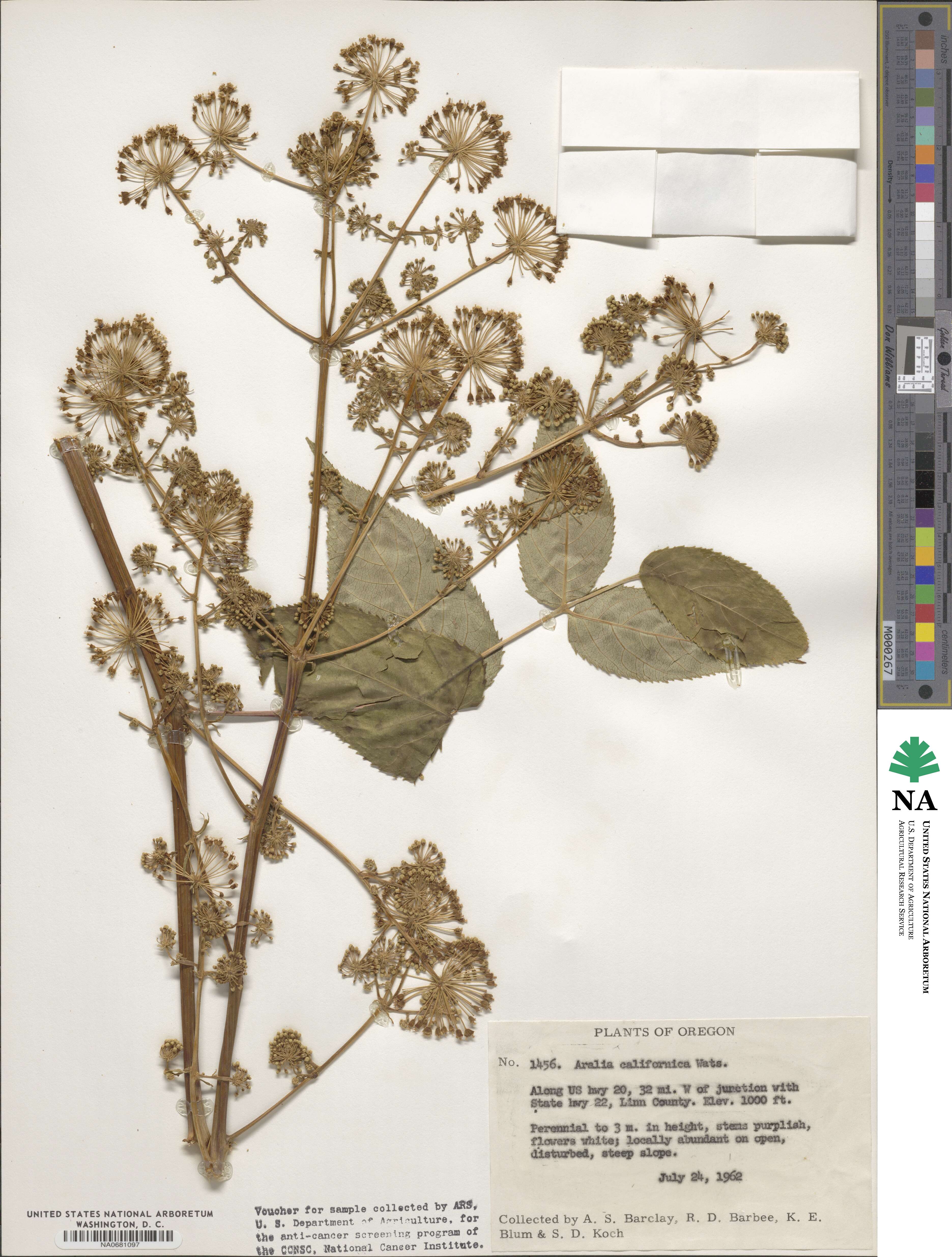 Aralia californica image