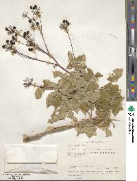 Aralia hispida image