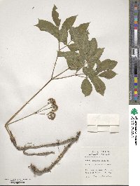 Aralia nudicaulis image