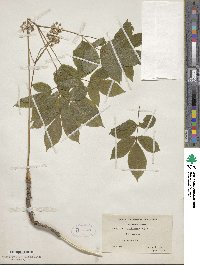 Aralia nudicaulis image