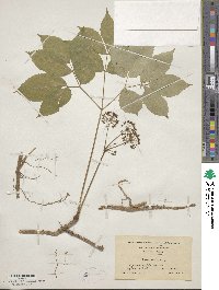 Aralia nudicaulis image