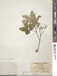 Aralia nudicaulis image