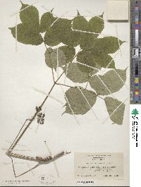 Aralia nudicaulis image