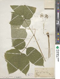 Aralia nudicaulis image