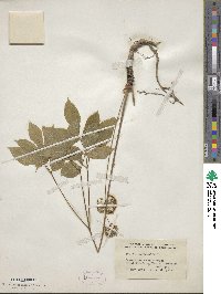 Aralia nudicaulis image