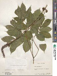 Aralia nudicaulis image