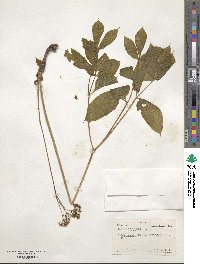 Aralia nudicaulis image