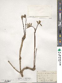 Aralia nudicaulis image