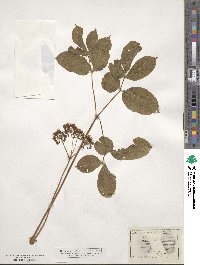 Aralia nudicaulis image