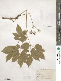 Aralia nudicaulis image