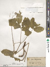 Aralia nudicaulis image