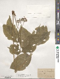 Aralia nudicaulis image