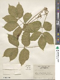 Aralia nudicaulis image