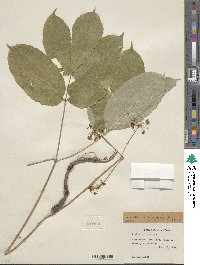 Aralia nudicaulis image