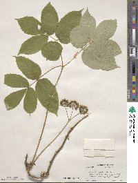 Aralia nudicaulis image