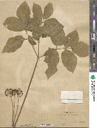 Aralia nudicaulis image