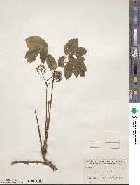 Aralia nudicaulis image