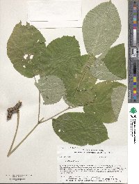 Aralia nudicaulis image