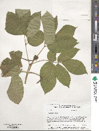 Aralia nudicaulis image