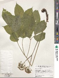 Aralia nudicaulis image