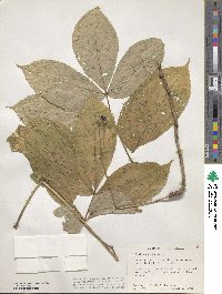 Aralia nudicaulis image