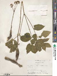 Aralia nudicaulis image