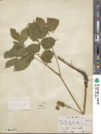 Aralia nudicaulis image