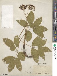 Aralia nudicaulis image