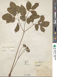 Aralia nudicaulis image