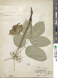 Aralia nudicaulis image