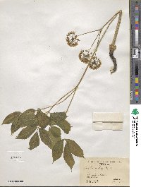 Aralia nudicaulis image