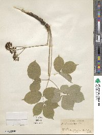 Aralia nudicaulis image