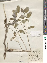 Aralia nudicaulis image