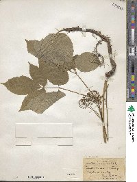 Aralia nudicaulis image