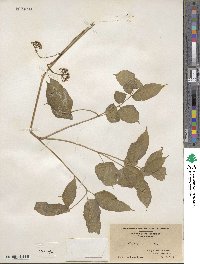 Aralia nudicaulis image