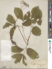 Aralia nudicaulis image