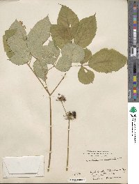 Aralia nudicaulis image