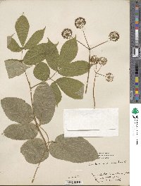 Aralia nudicaulis image