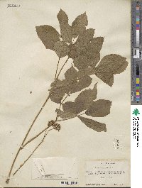 Aralia nudicaulis image