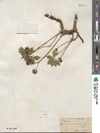 Aralia nudicaulis image